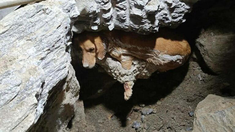 Dog Stuck In Concrete Kept Barking, Hoping Help Would Come