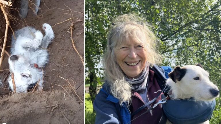 Dog Missing For Days Found Buried Underground In Rabbit Hole