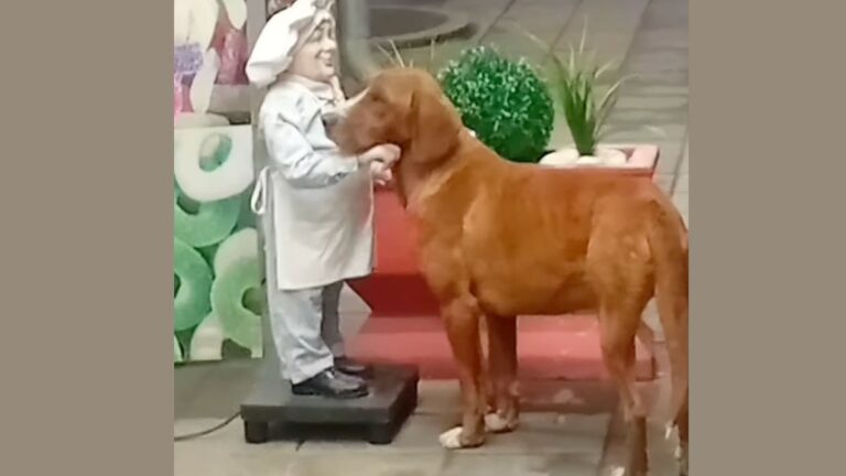 Lonely Stray Dog Asks For Cuddles From A Statue