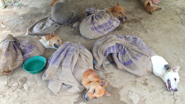 18 Dogs Rescued After Dog Meat Vendors Choose A New Path