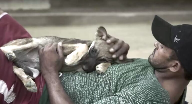 Animal Shelter In Brazil Hires Homeless People Who Love Dogs To Give Them Both A Second Chance