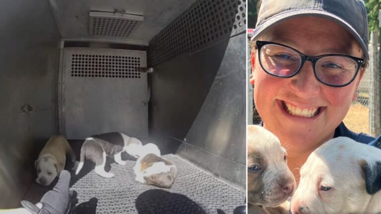 Seven Dogs Left In A Hot Van Saved By Quick-Thinking Good Samaritans