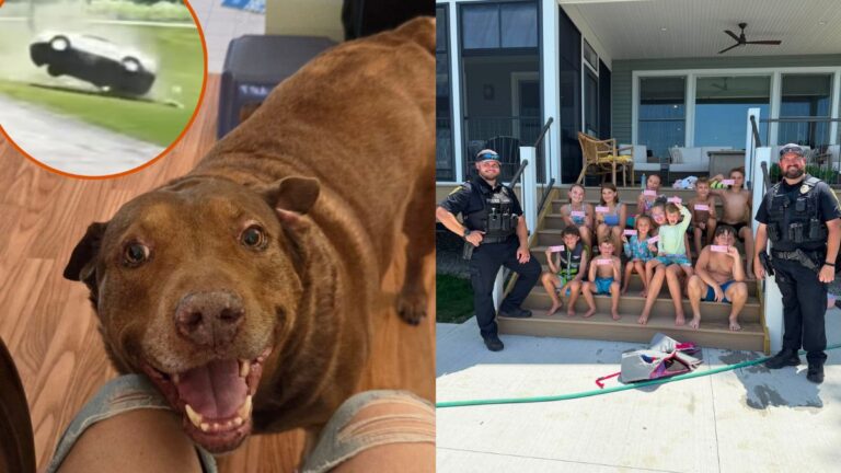 Dog Thrown From Car In Rollover Crash Found Between Rocks By Group Of Kids