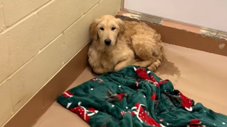 Terrified Golden Retriever Puppy Left at Shelter Without Even a Name